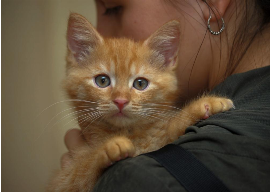 Fair-weather pets: These states have seen the biggest change in cats surrendered to shelters