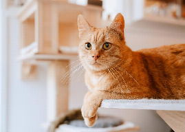 These are the top cat names in the US