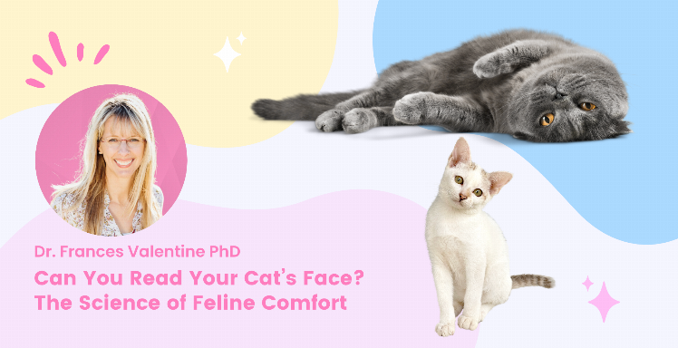 Can You Read Your Cat’s Face? The Science of Feline Comfort