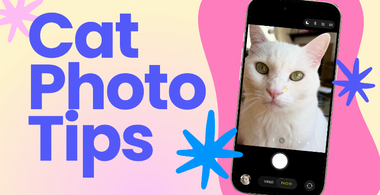 Ready for Their Close-Up: Cat Photo Tips