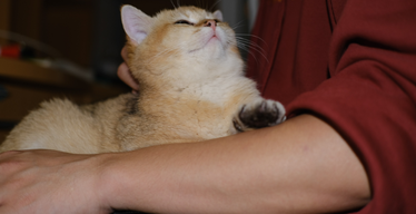 7 Ways to Make Your Cat Feel Happier