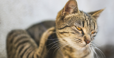 Itchy Pet Awareness Month: What is Causing Your Cat's Itchy Skin?