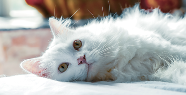 Why Cats Get Hairballs and How To Remedy Them