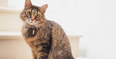 Chip Your Pets Month: All About Microchipping Your Cat