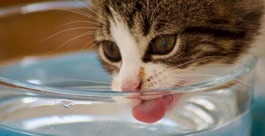 Healthy and Hydrated: Water Bowl Tips