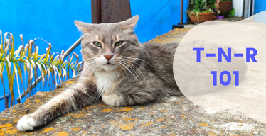 Trap, Neuter, Return: The World’s Most Important Cat Enthusiasts