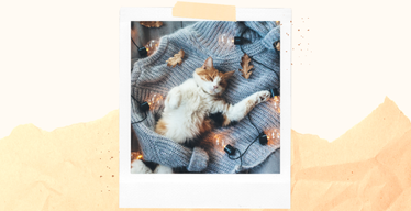 Cat Hygge: Get Snuggly in the Winter