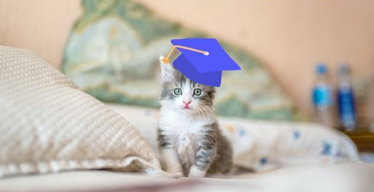 Back to School: Training your Cat