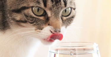 The “Cat Days of Summer”: How to Keep Your Cat Cool During the Hot Summer Months