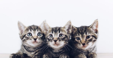 Kitten Behavior: What’s Normal and What’s Not?