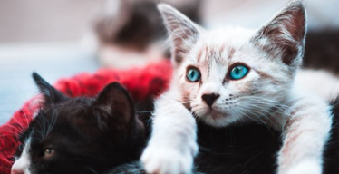 Tips for Identifying Your Kitten’s Breed