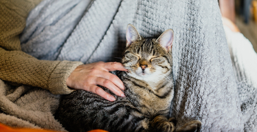 6 Tips for Disciplining Your Cat