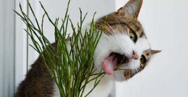 Poison Prevention Awareness Month: Keep Your Cat(s) Safe This March