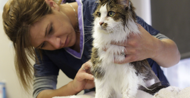 How To Groom Your Long-Haired Cat