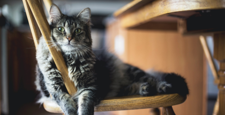 Purrfectly Clean: How to Tidy Up After Your Kitty