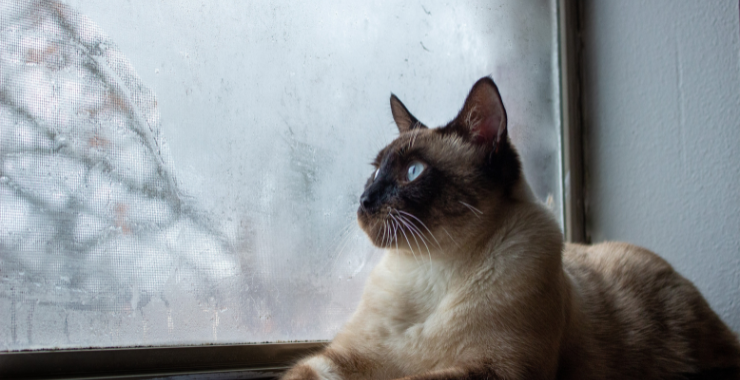 The Eye of the Storm: Keep Your Cat Safe When Disaster Strikes