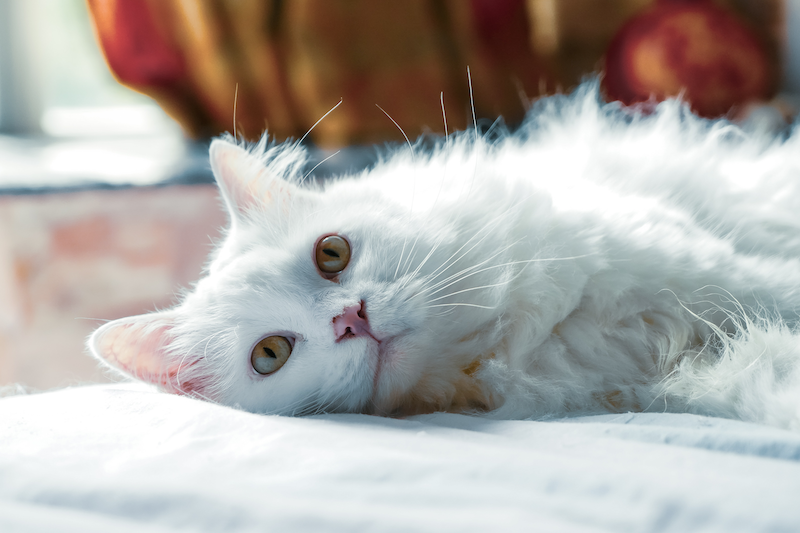 Why Cats Get Hairballs and How To Remedy Them