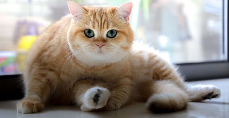Cat Health - A Guide to Weight Loss