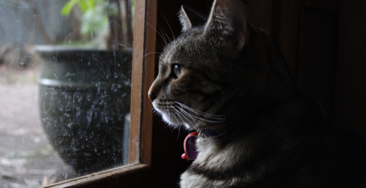 Indoor Cats Versus Outdoor Cats: 5 Things to Consider