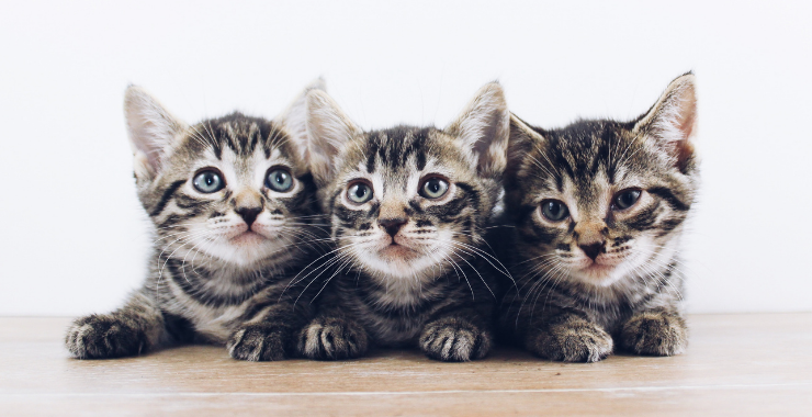 Start of Kitten Season: What Does Getting a Kitten Entail