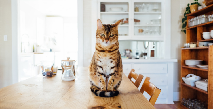 7 Ways Cats Prove They're The Most Intelligent Pets
