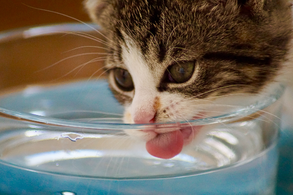 Healthy and Hydrated: Water Bowl Tips