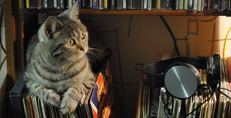 National Music Month: Songs That Are Inspired by Cats
