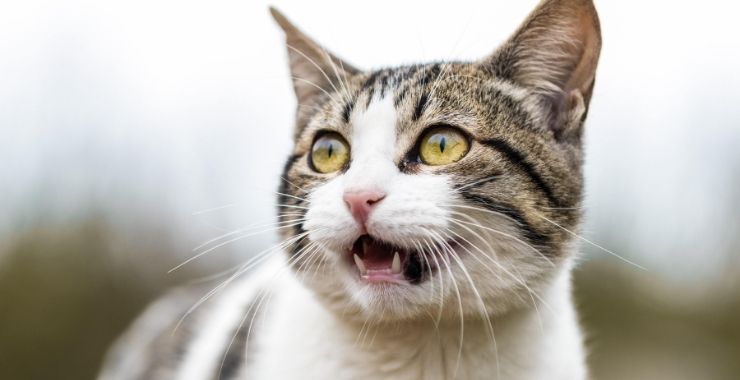 Open-Mouth Breathing in Cats: What does it mean?