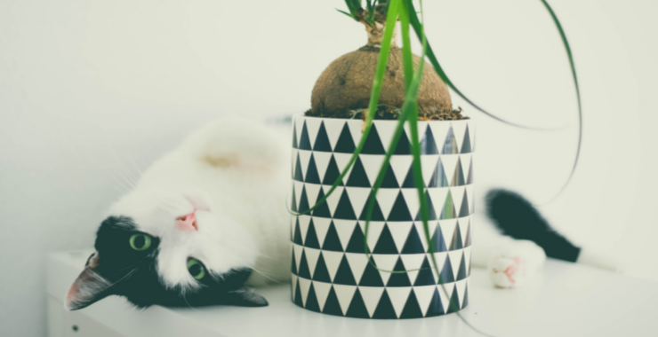 Tidying Up: Marie Kondo For Your Cat