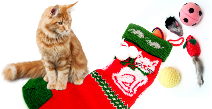Cat-tastic Stocking Stuffer Gifts