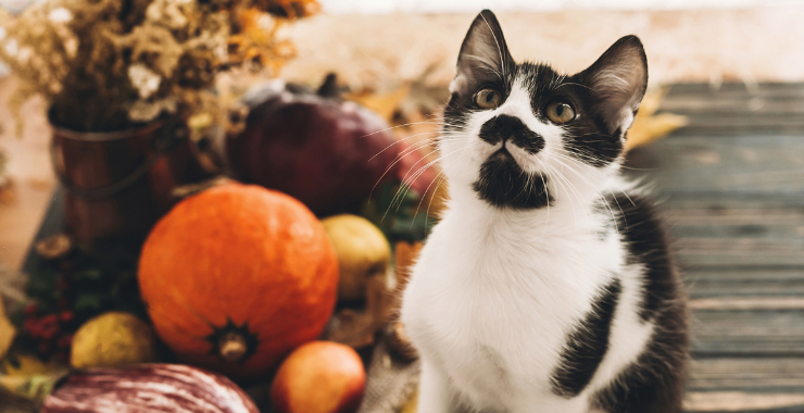 Thanksgiving Dinner: The Cat-Friendly Options