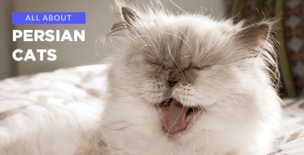 Persian Cat: History, Care, and our celeb Persian cat favorites