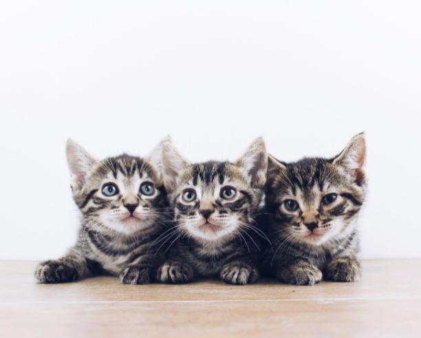Kitten Behavior: What’s Normal and What’s Not?