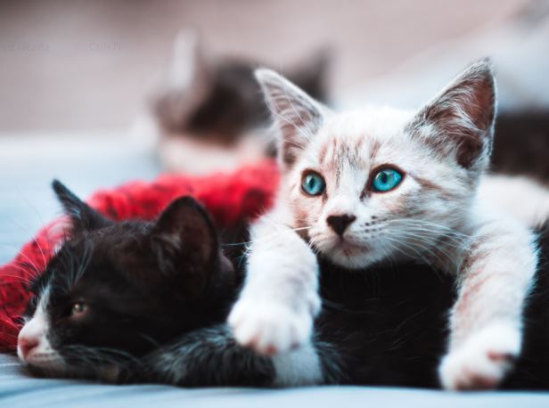 Tips for Identifying Your Kitten’s Breed
