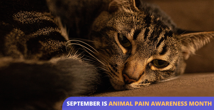 Animal Pain Awareness Month: How to know if your cat is in pain