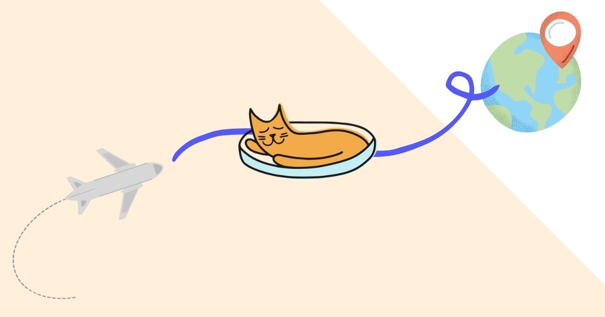How Much Does it Cost to Take Cats On a Plane?