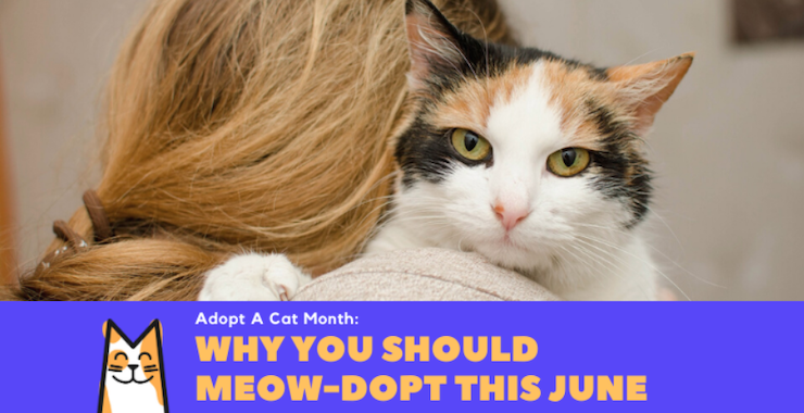June is Adopt A Cat Month