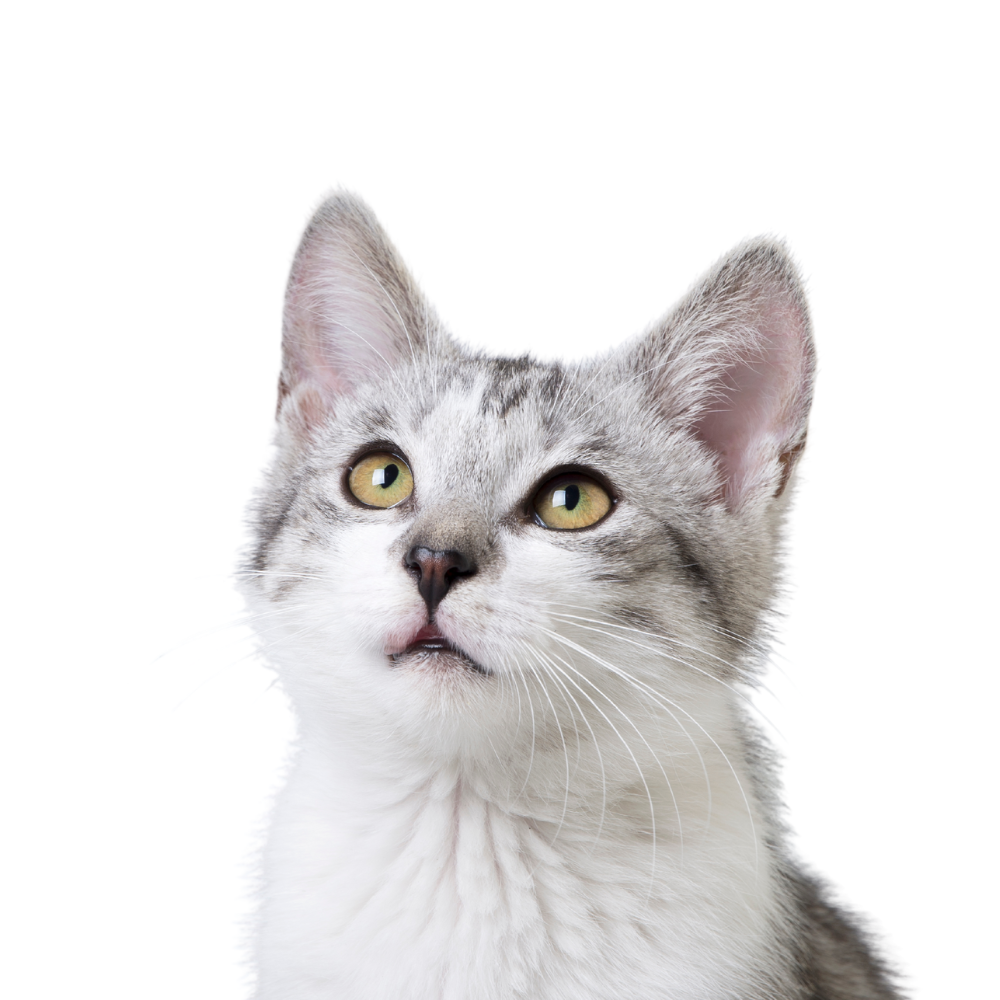 Curious gray and white cat looking up