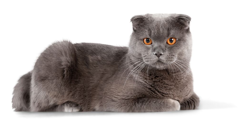 Curious gray and white cat looking up