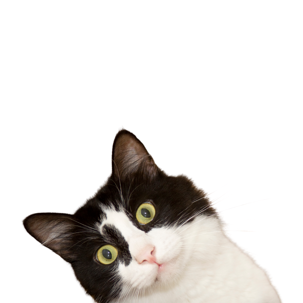 Curious cat peeking over the banner