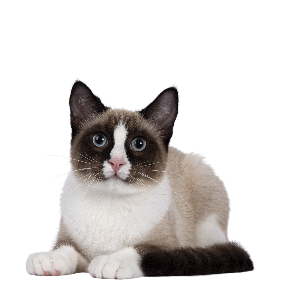 Cat sitting calmly