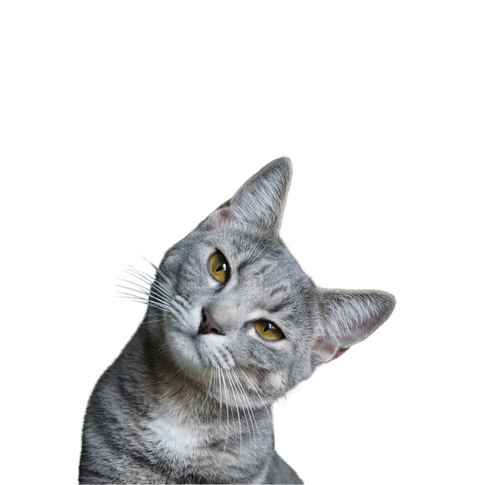 Curious gray and white cat looking up