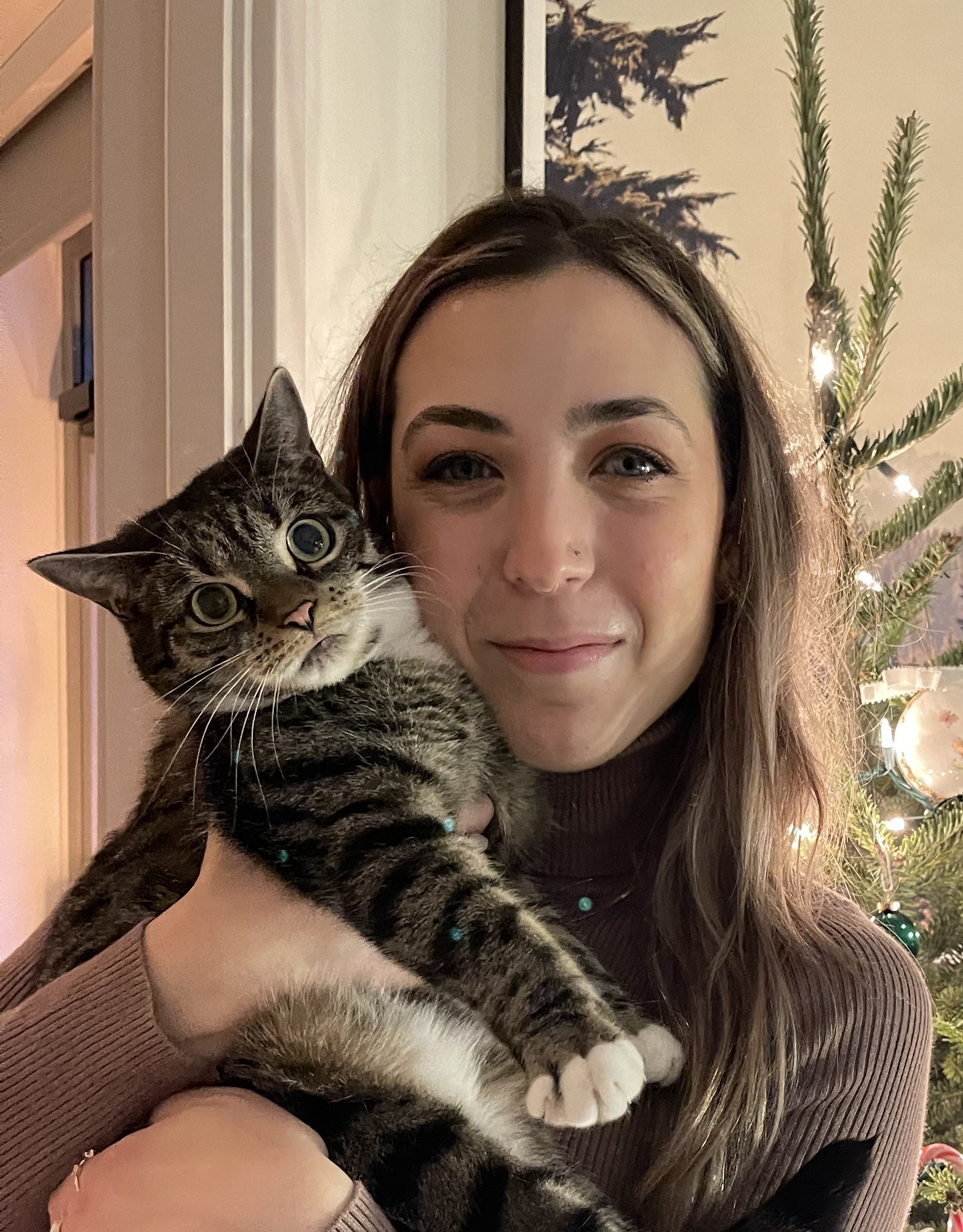 Christmas Cat Sitter
