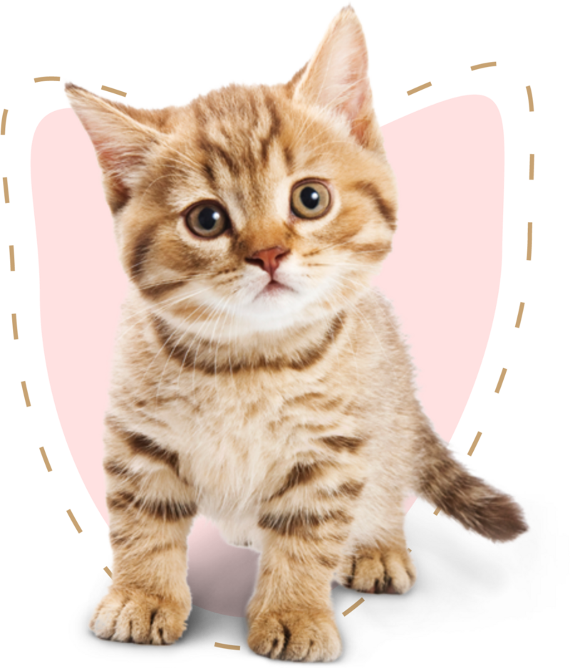 A small kitten