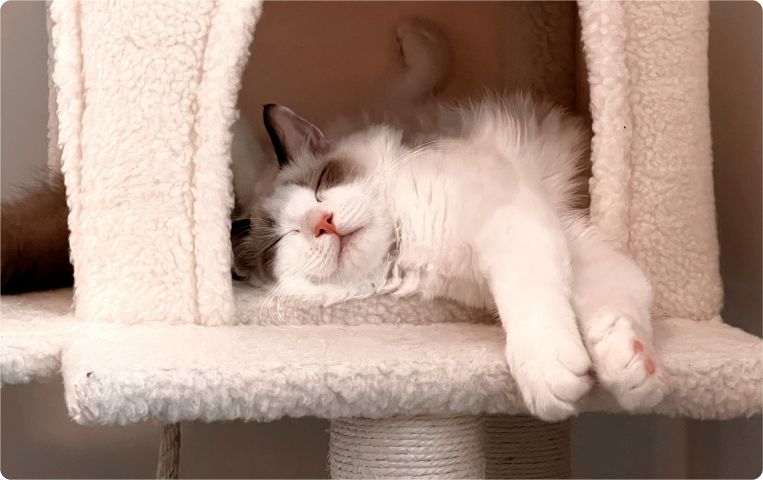A cat resting on a soft scratching post