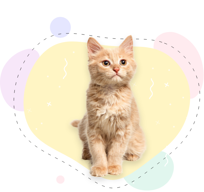 Meowtel Book a Trusted Cat Sitter on the 1 Cat Sitting App