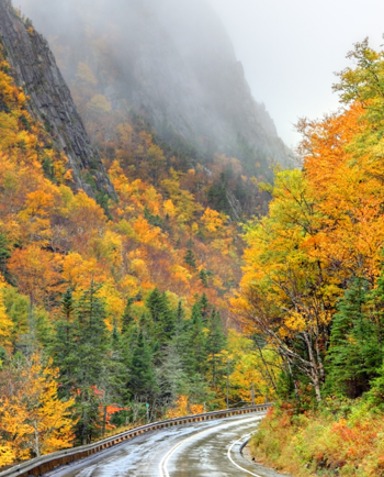 Cat Sitters in New Hampshire