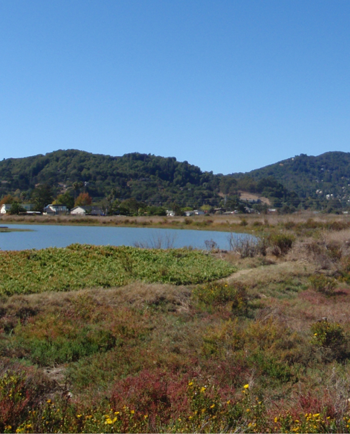 Cat Sitters in Corte Madera, CA