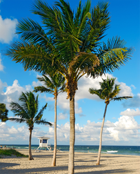 Cat Sitters in Fort Lauderdale, FL