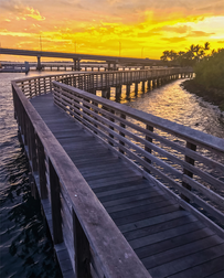 Cat Sitters in Lake Worth, FL